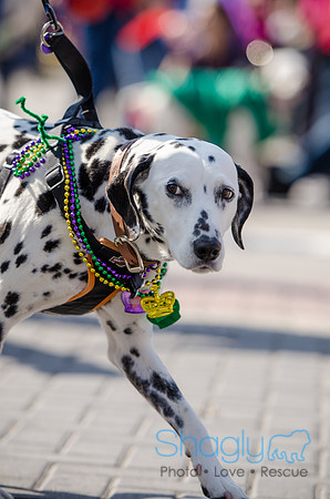 Krewe of Barkus 2012-195