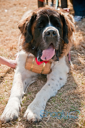 Krewe of Barkus 2011-160