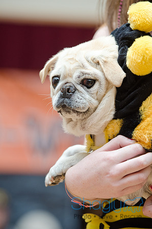 PugOween-122
