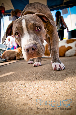 Dog Bowl 2010-113