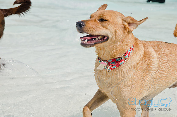 Wags and Waves 2011-432