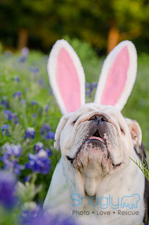 Bluebonnets Pug and Bulldog-55