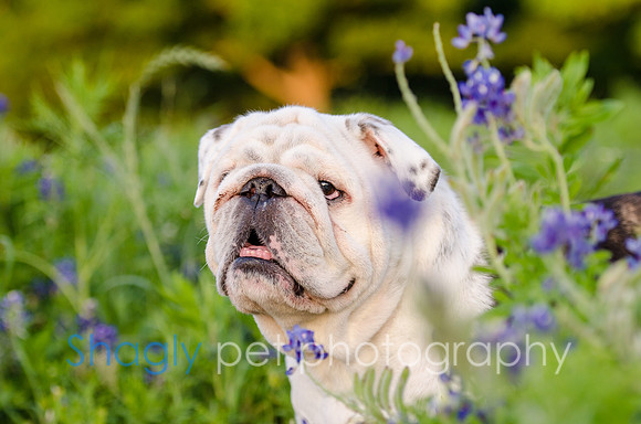 Bluebonnets Pug and Bulldog-44