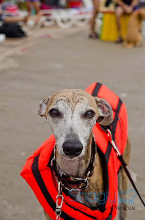 Wags and Waves 2011-363