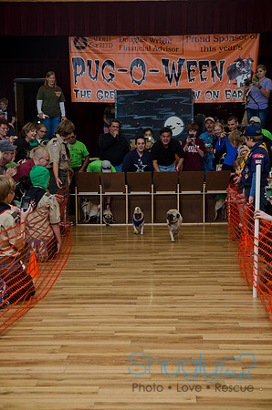 PugOween-260