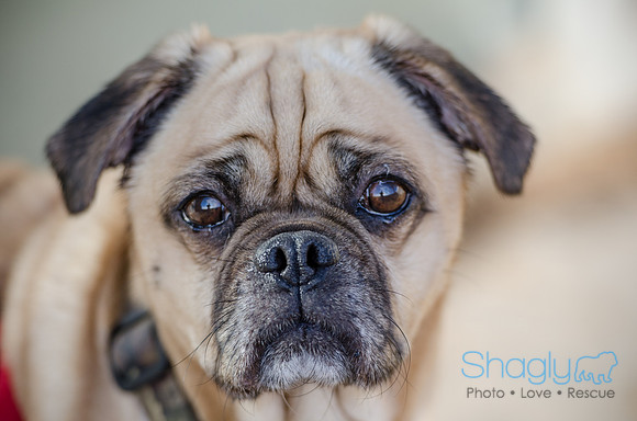DFW Pug Rescue Boarding Bungalow-27