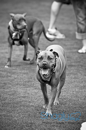 Dog Bowl 2010-33
