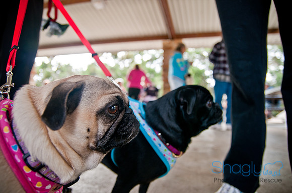 Pug Love Fun Run-43