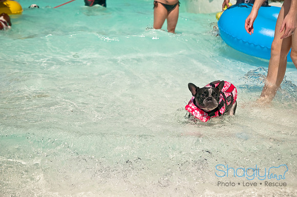 Wags and Waves-237