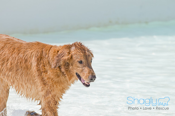 Wags and Waves 2011-452