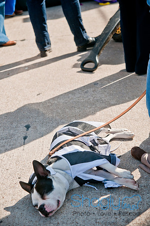 Krewe of Barkus 2011-165
