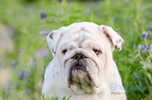Bluebonnets Pug and Bulldog-53