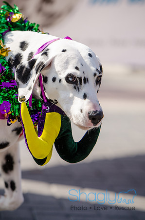 Krewe of Barkus 2012-193