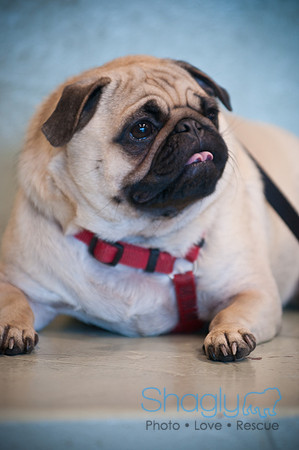 PugOWeen-3702