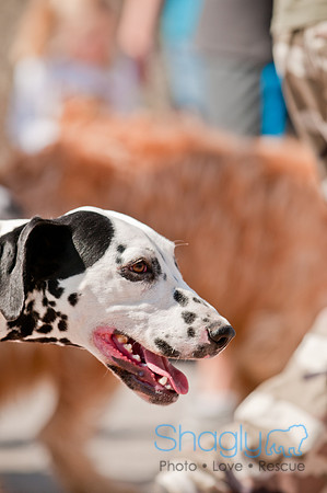 Krewe of Barkus 2011-120