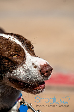 Wags and Waves-219