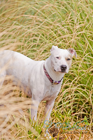Wags and Waves 2011-124