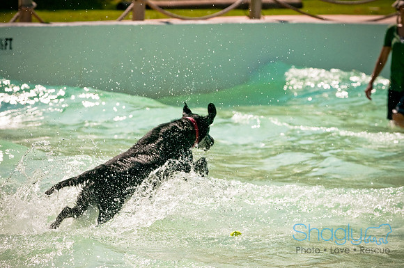 Wags and Waves-169