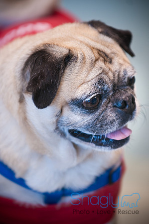 PugOWeen-3575