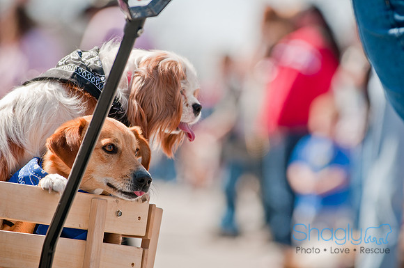Krewe of Barkus 2011-96