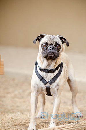 DFW Pug Rescue-The Boarding Bungalow-1