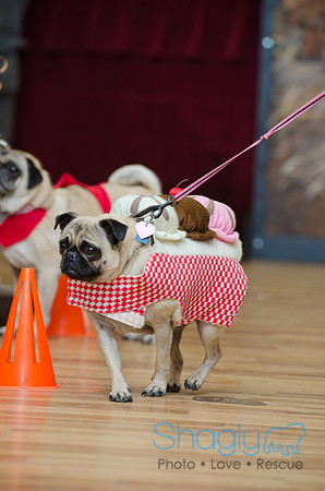 PugOween-47