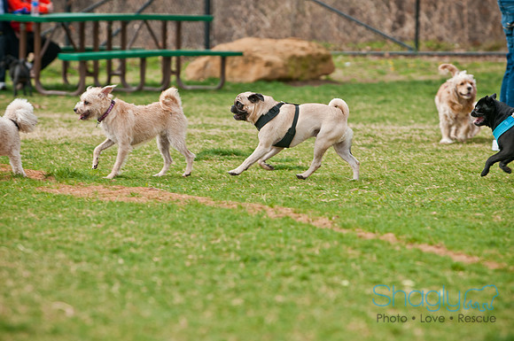 Pug Love Fun Run-138