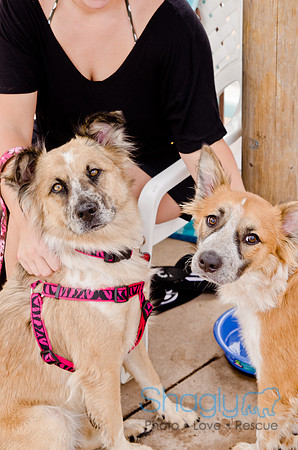 Wags and Waves 2011-326