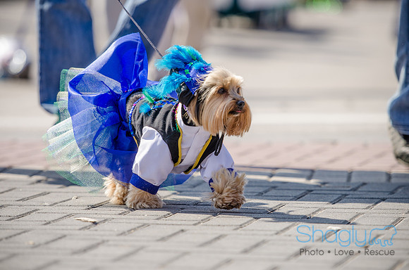 Krewe of Barkus 2012-238