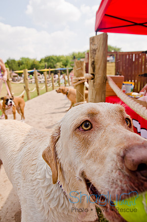 Wags and Waves 2011-243