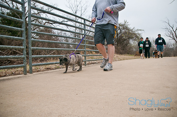 Pug Love Fun Run-12