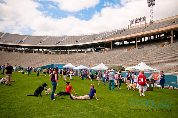 Dog Bowl 2010-94
