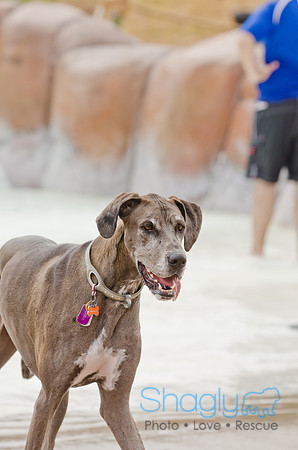 Wags and Waves 2011-135