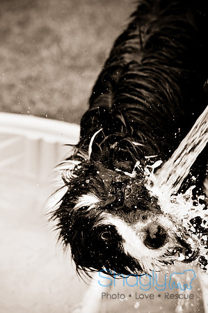 Dog Bowl 2010-80