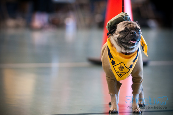 PugOWeen-2768