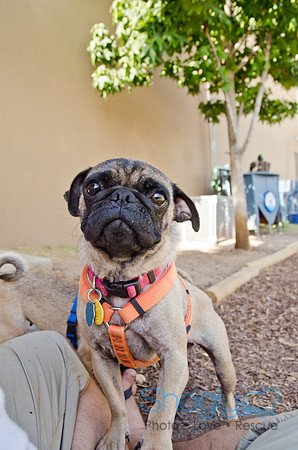DFW Pug Rescue-Boarding Bunagalow-19