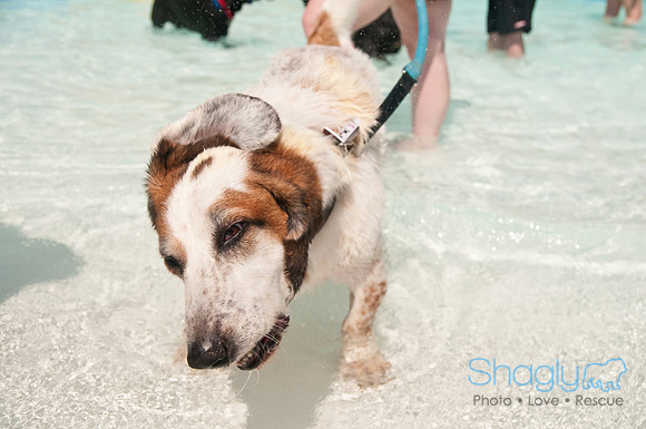 Wags and Waves-255