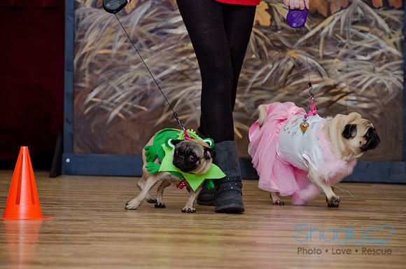 PugOween-193