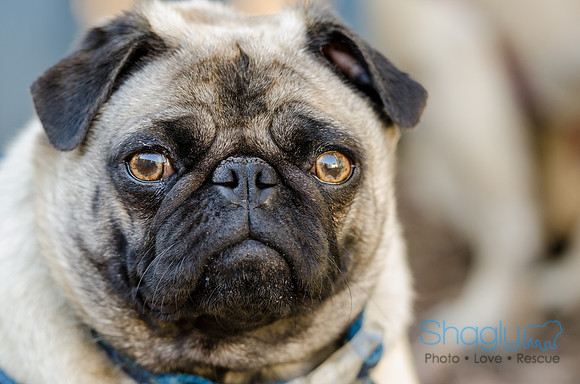 The Boarding Bungalo Pugs-13