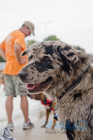 Wags and Waves 2011-269