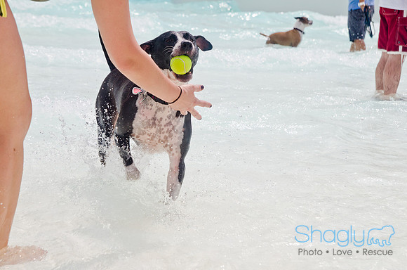 Wags and Waves 2011-285