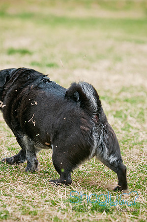Pug Love Fun Run-199
