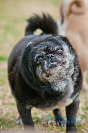 Pug Love Fun Run-203