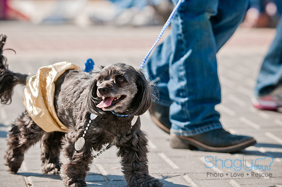 Krewe of Barkus 2011-108