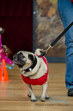 PugOween-183
