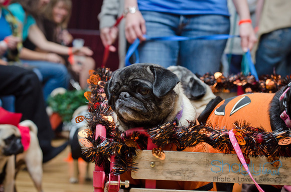 PugOween-4
