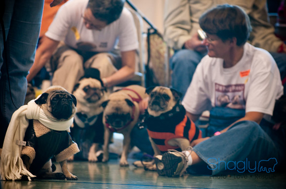 PugOWeen-2728