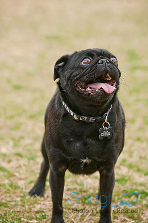 Pug Love Fun Run-107