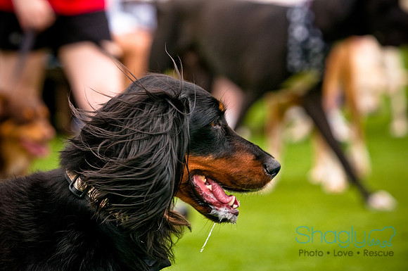 Dog Bowl 2010-44