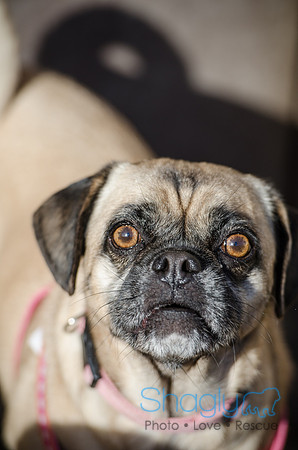 DFW Pug Rescue Boarding Bungalow-12
